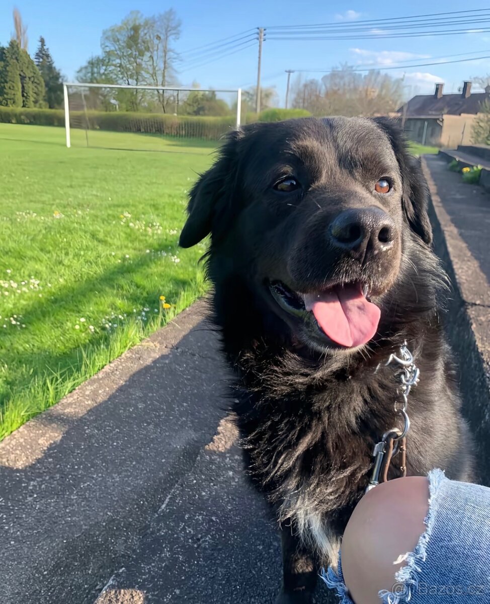 Daruji Psa Kříženec Labradora