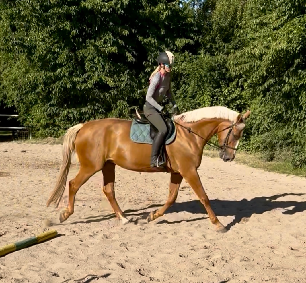 Prodám 12 letou klisnu slovenský teplokrevník