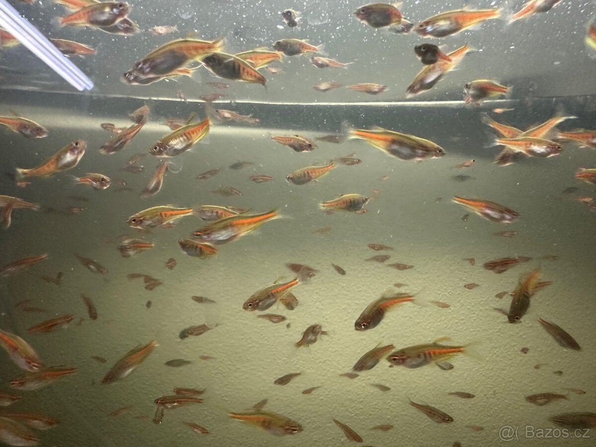 Dánio myanmarské - Danio choprae