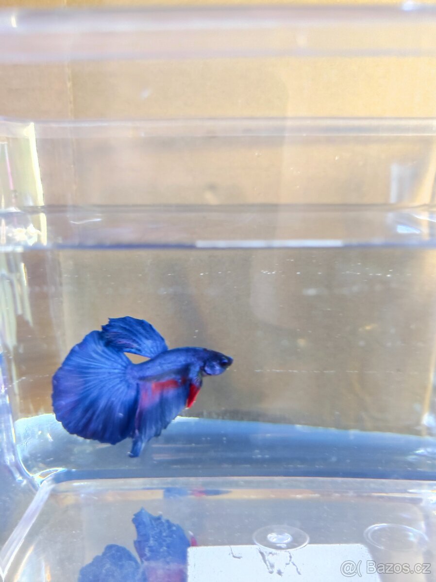 Betta bojovnice