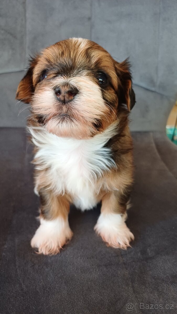 Havanský psík - štěňátka s PP