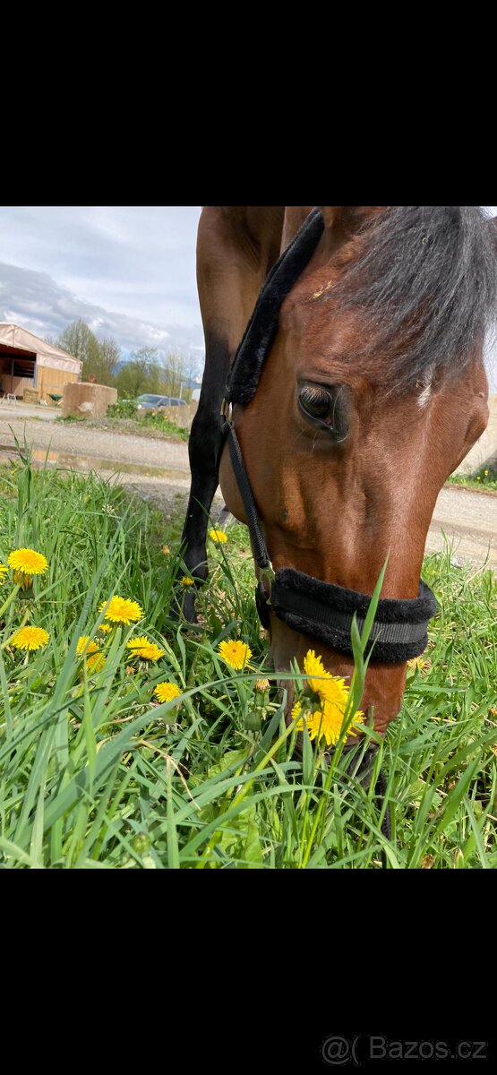 Prodáme 13 letou hannoverskou klisnu