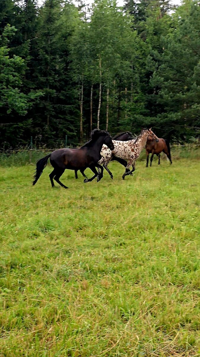 Vyjížďky na koních