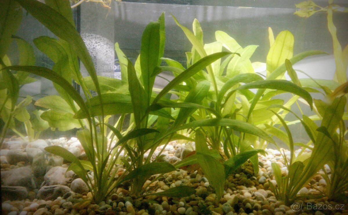 Echinodorus Amazonas 25 rostlin 15-40 cm