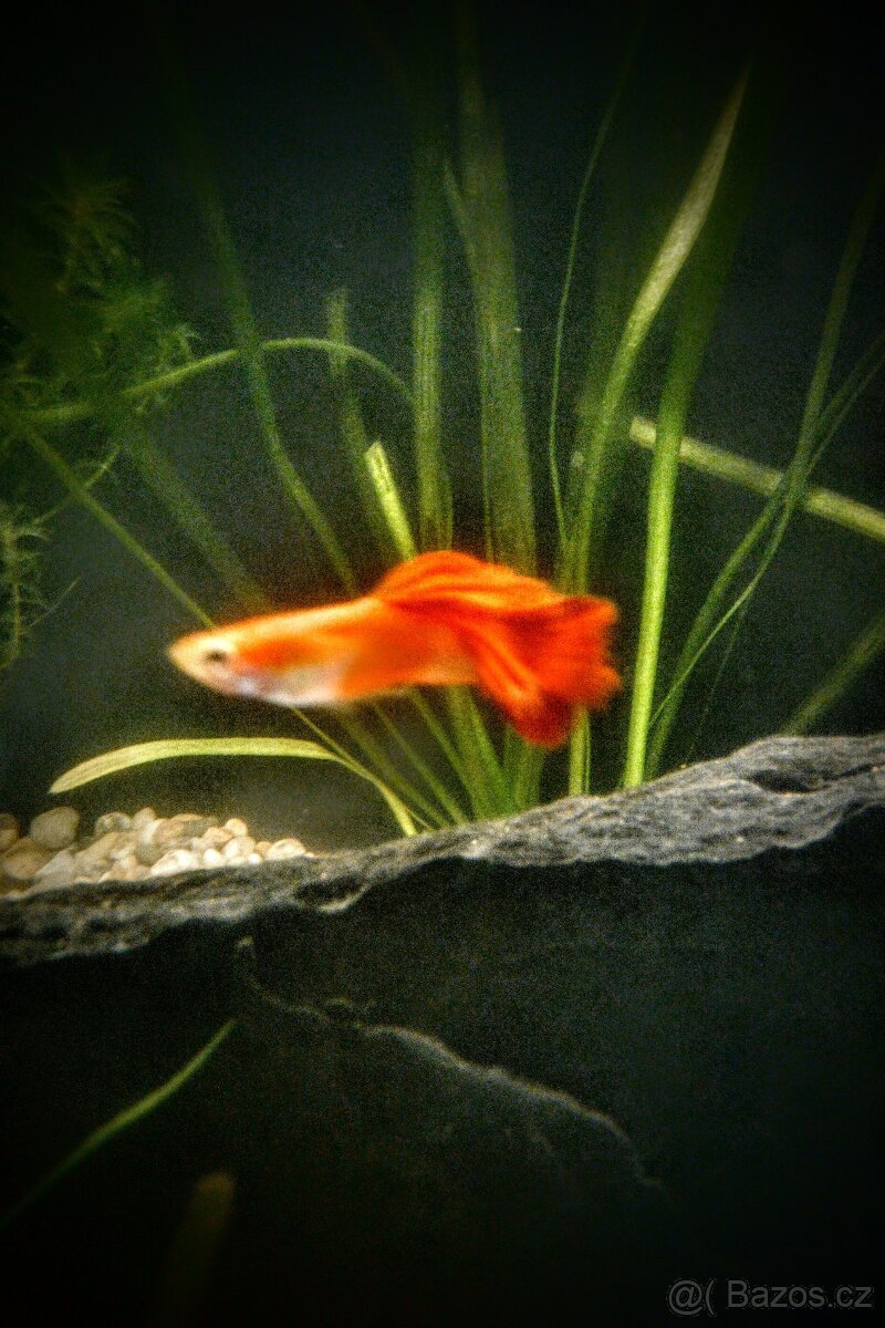 Paví očka - PEARL HEAD POUZE DO DOBRÝCH RUKOU