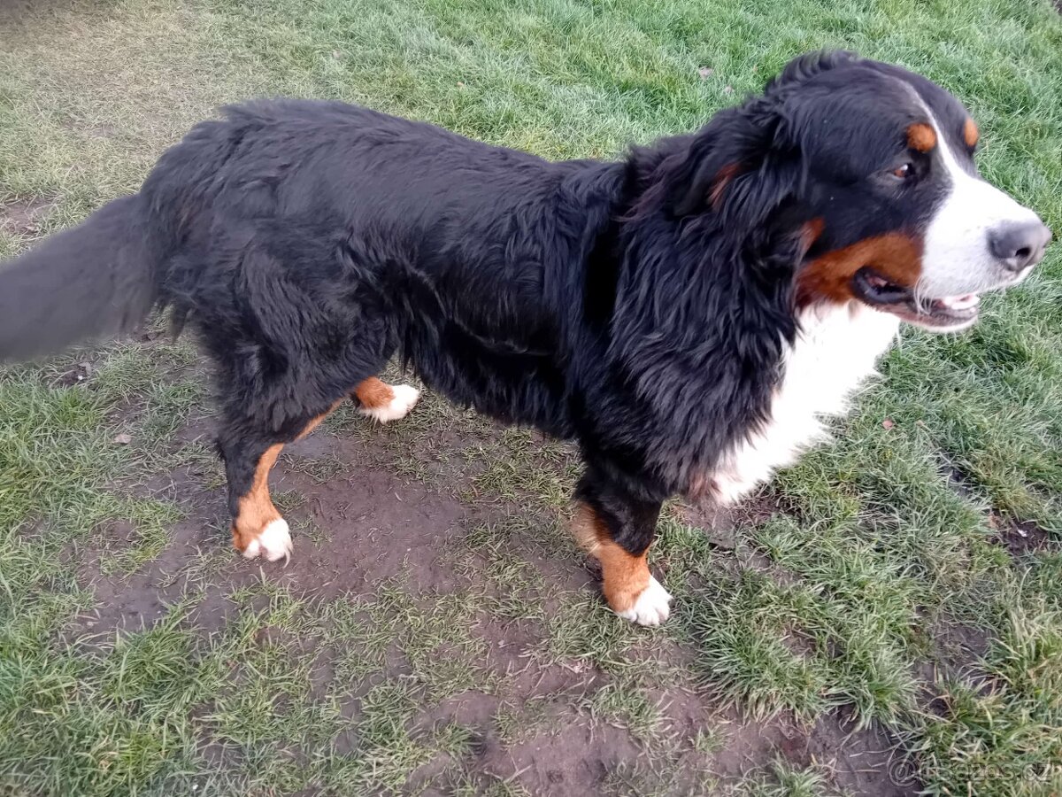 Bernský salašnický pes krytí