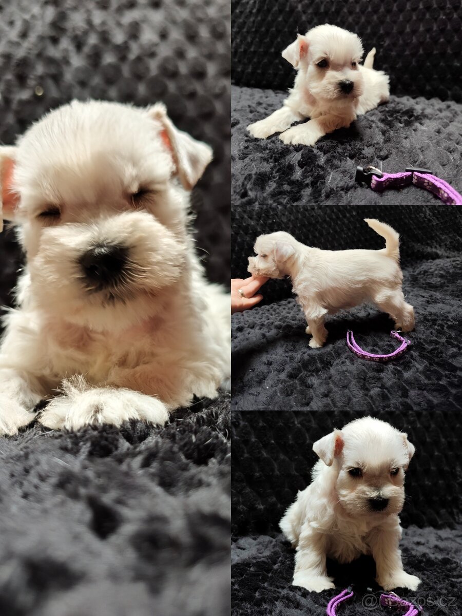 Knírač malý bílý