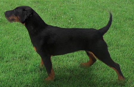 Predám jagdterriera