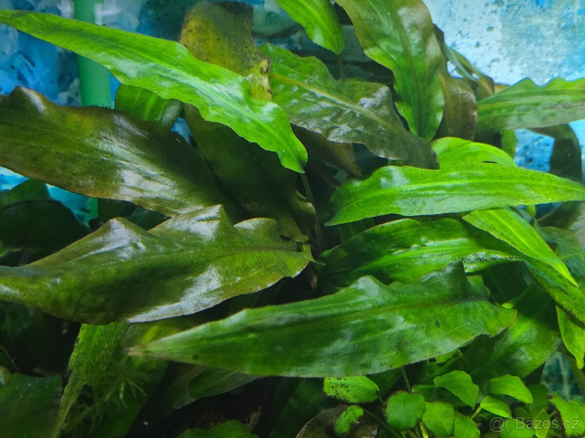 Akvarijní rostlina Cryptocoryne affinis-kryptokoryna červená