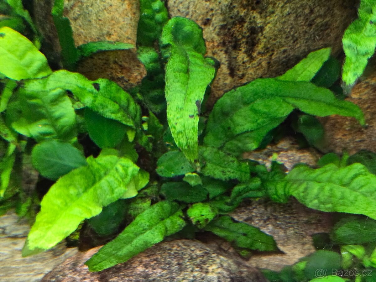 Akvarijní rostlina Microsorium pteropus (hnědovka křídlatá)