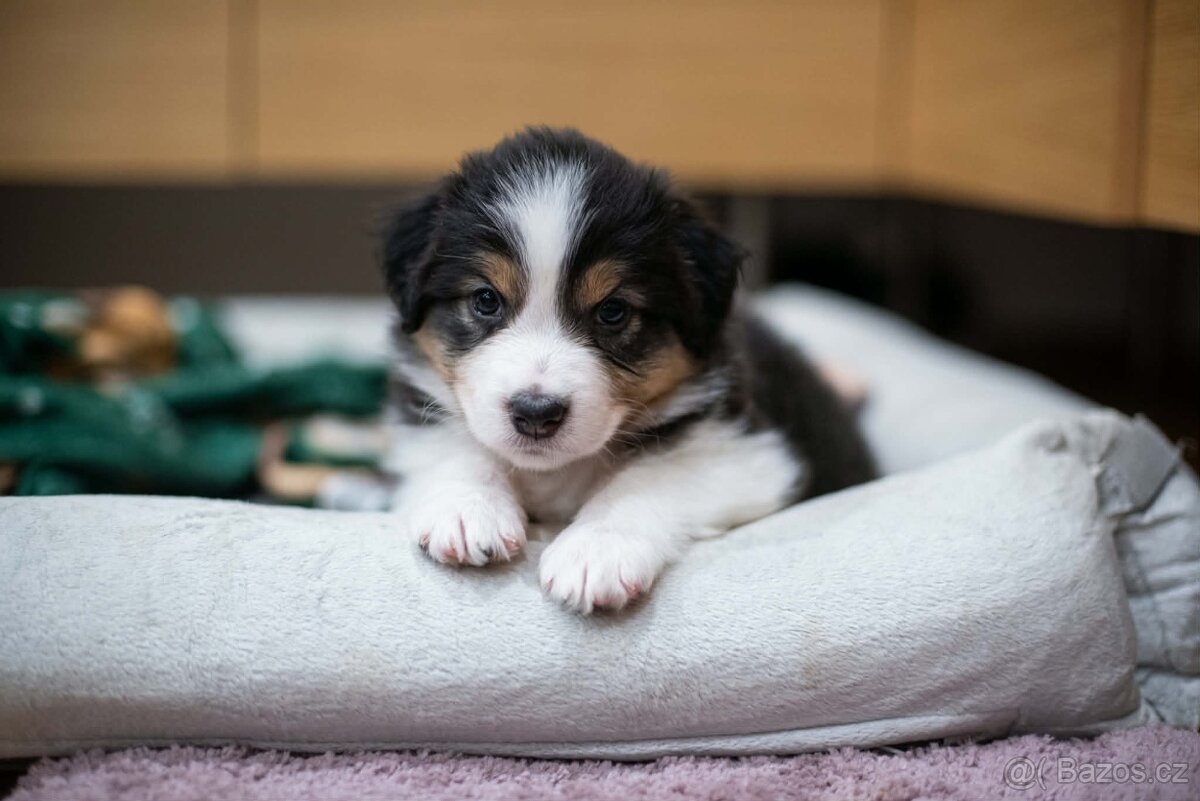 Australský ovčák s PP štěňata