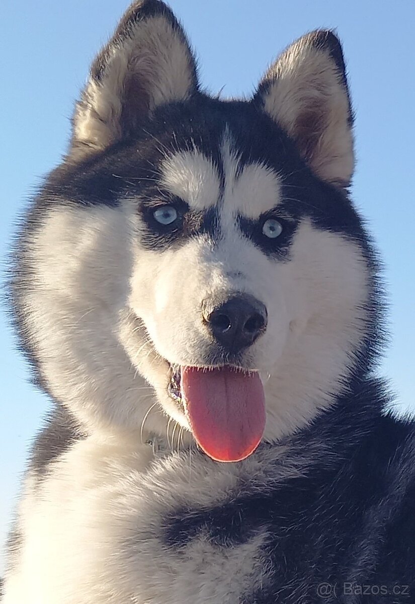 Sibiřský husky s PP -rezervace