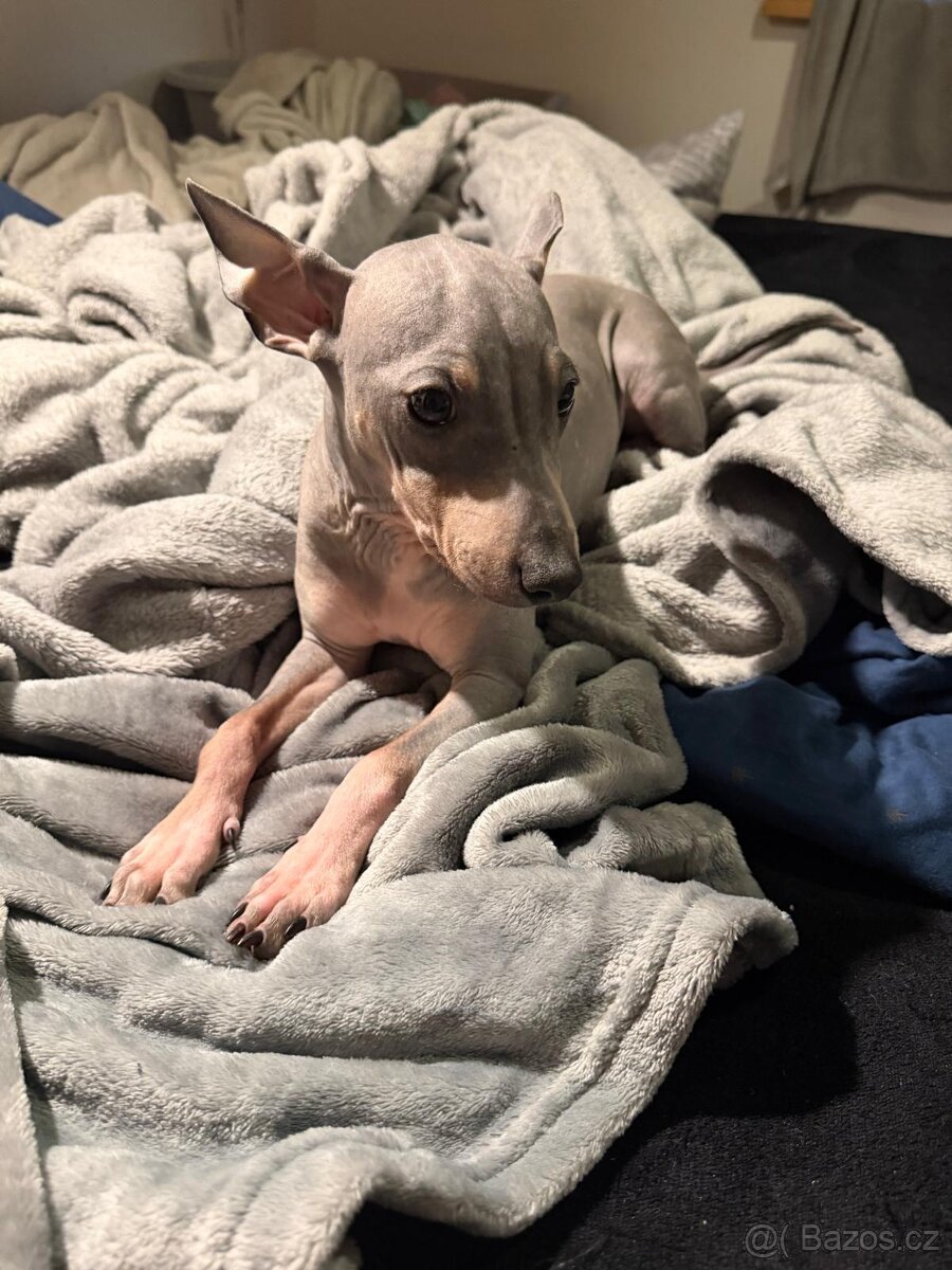 Americký bezsrstý teriér - štěně - modrá, bílé znaky, pálení