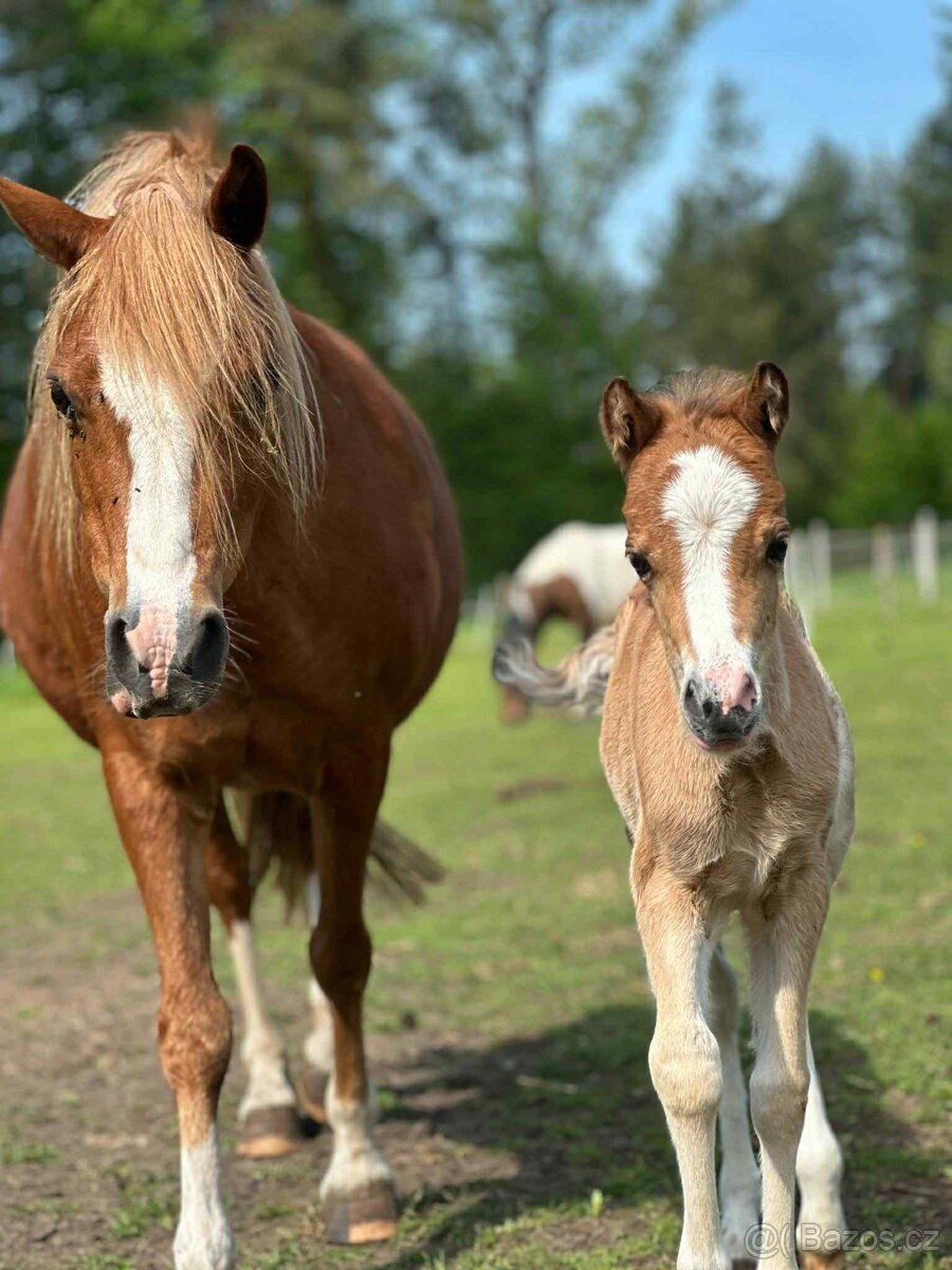 Nabízíme letošní pony klisničku