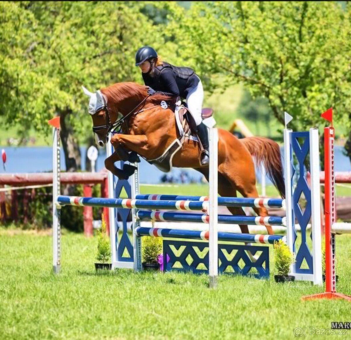 Valach A1/1 úžasný, hodný, zdravý