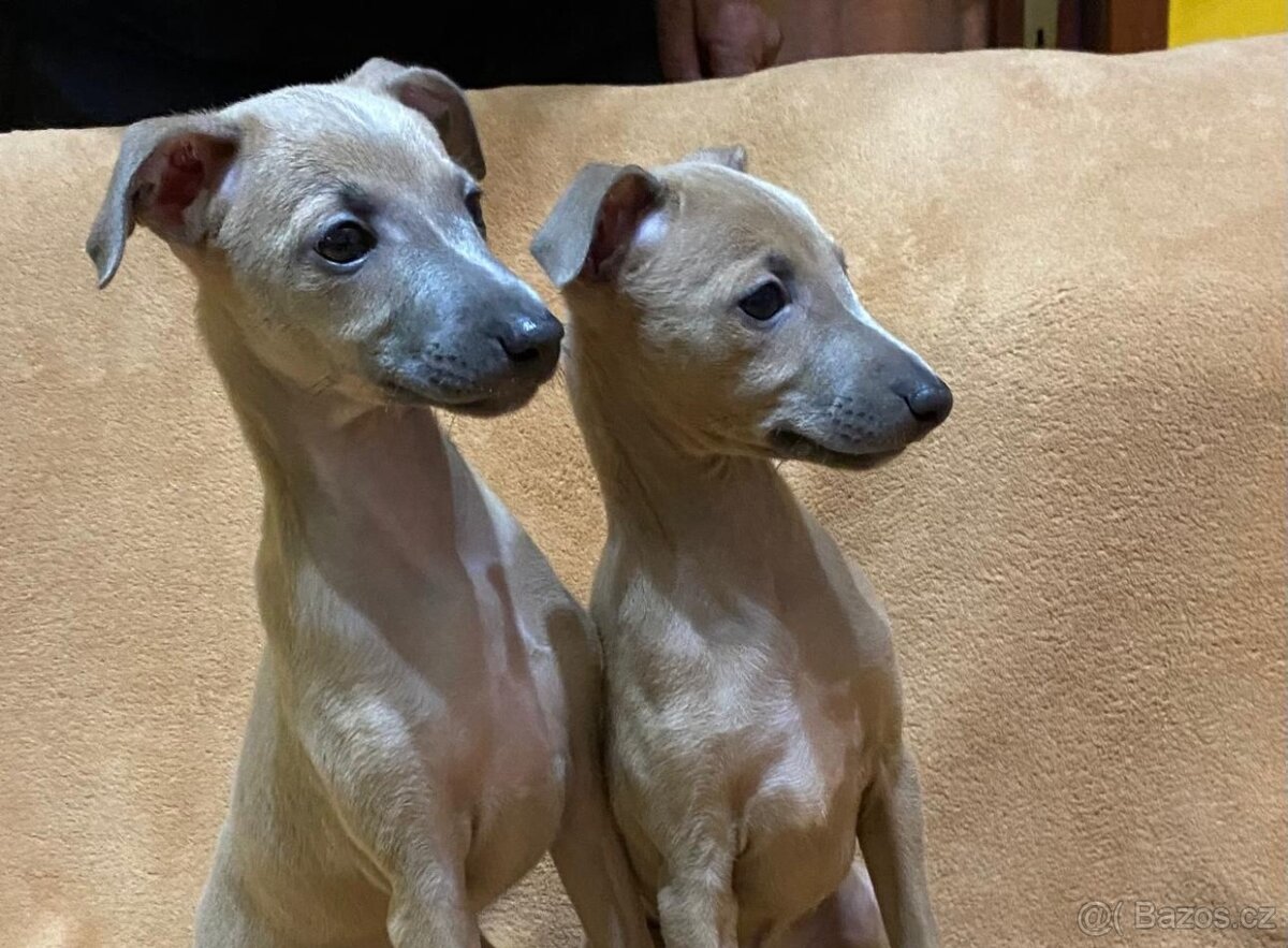 Italský chrtík s PP FCI