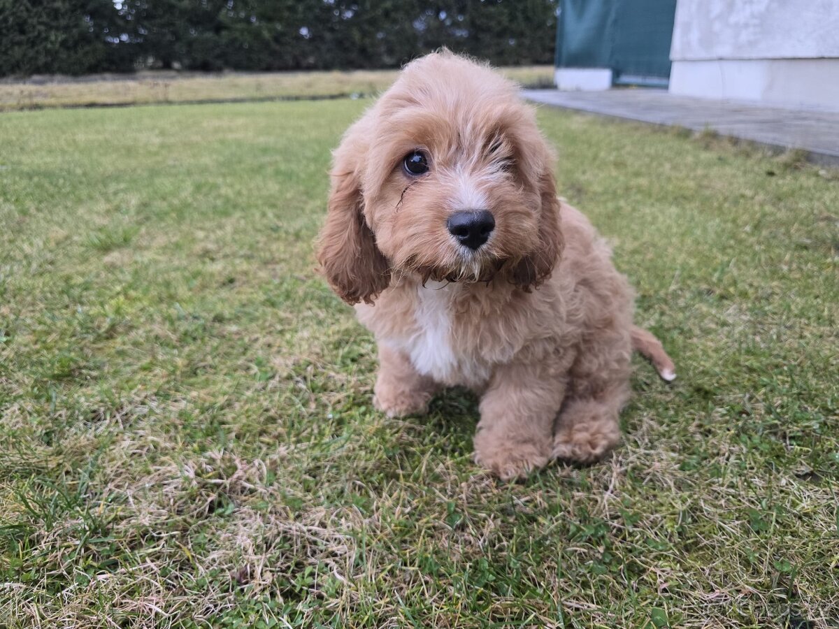 Cavapoo s pp- registrací (maltipoo, labradoodle, cockapoo)