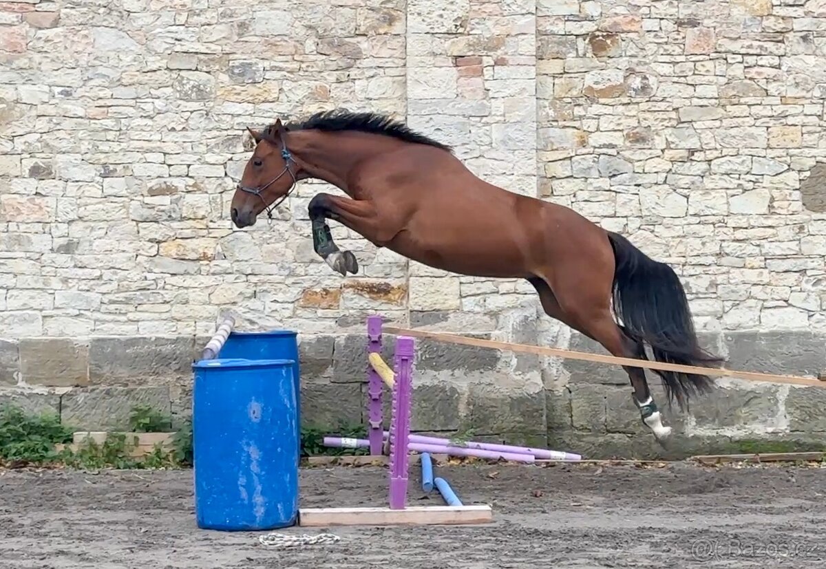 nadějný valach do parkuru