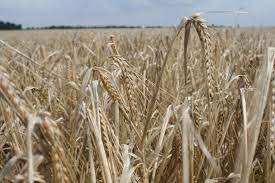 Prodám ječmen krmný