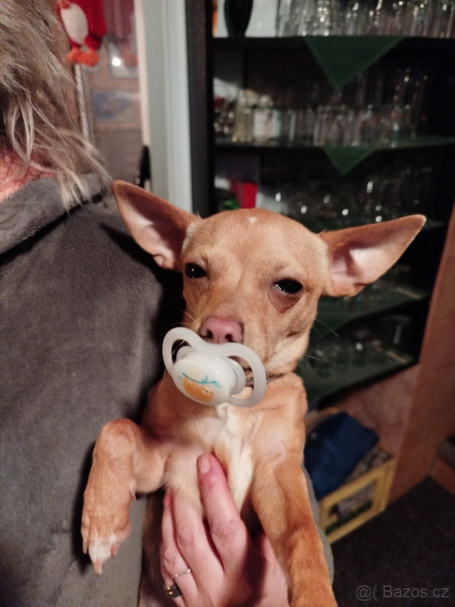 Pražský krysařik ke krytí