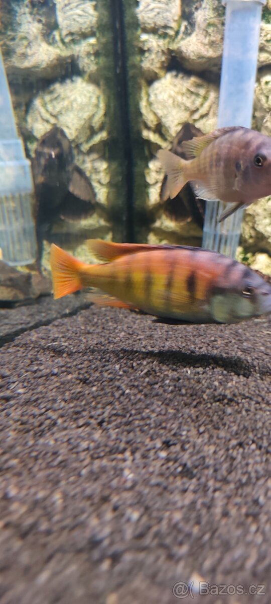 Haplochromis ch44