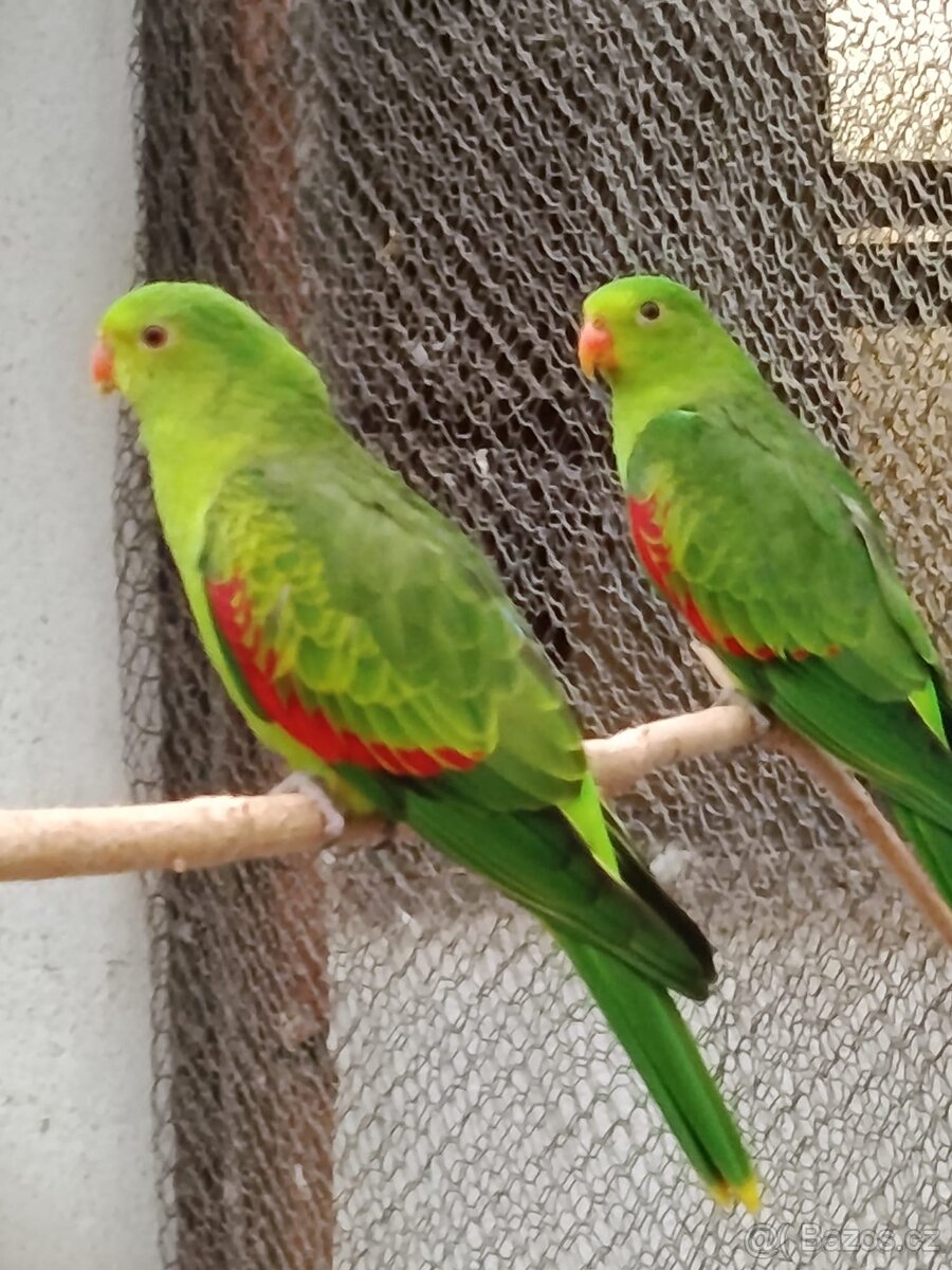 Pap.červenokřídlý štěpící na žlutou