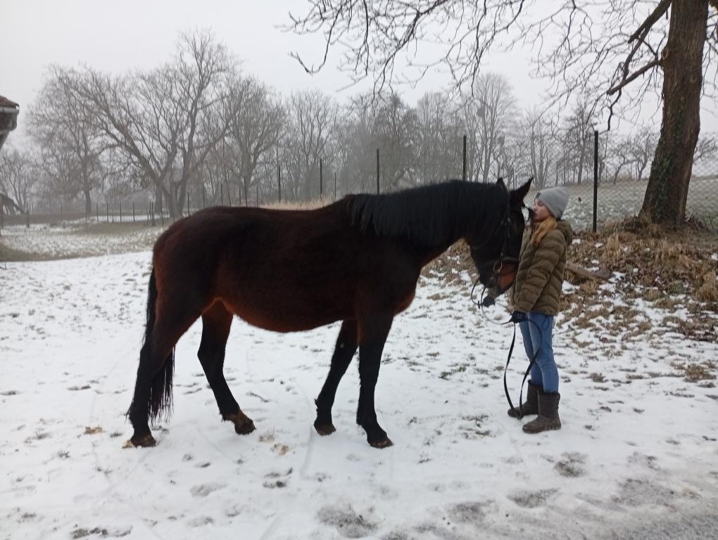 Kladrubská hnědá rarita