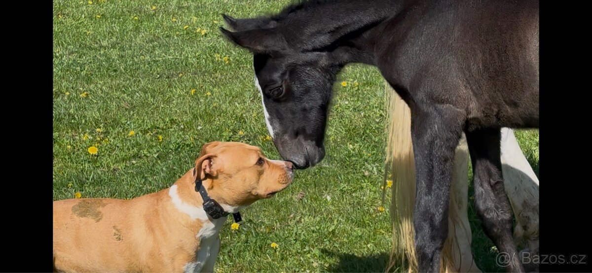 Starokladrubská klisna nar.2025