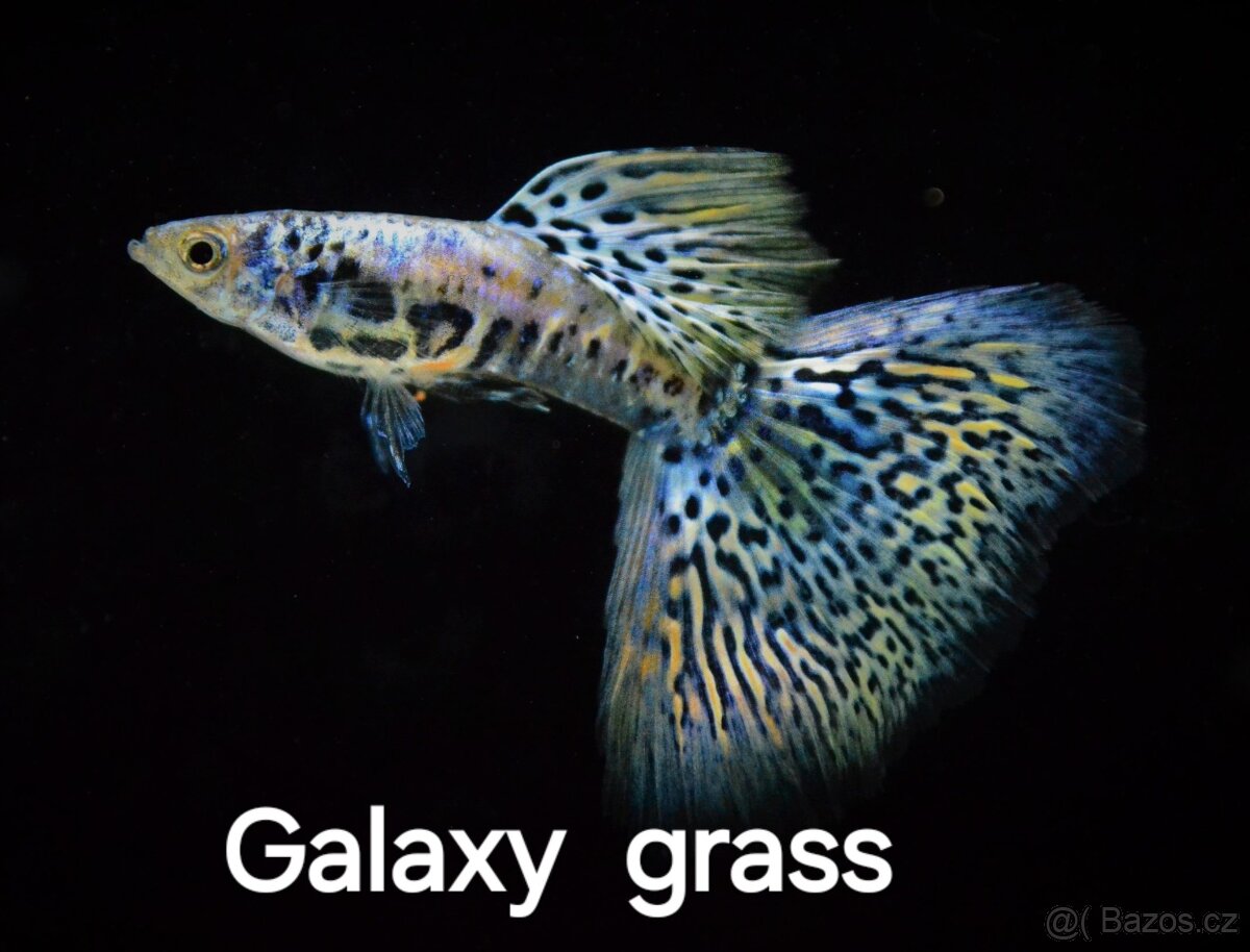 Paví očka-gupky - Poecilia reticulata