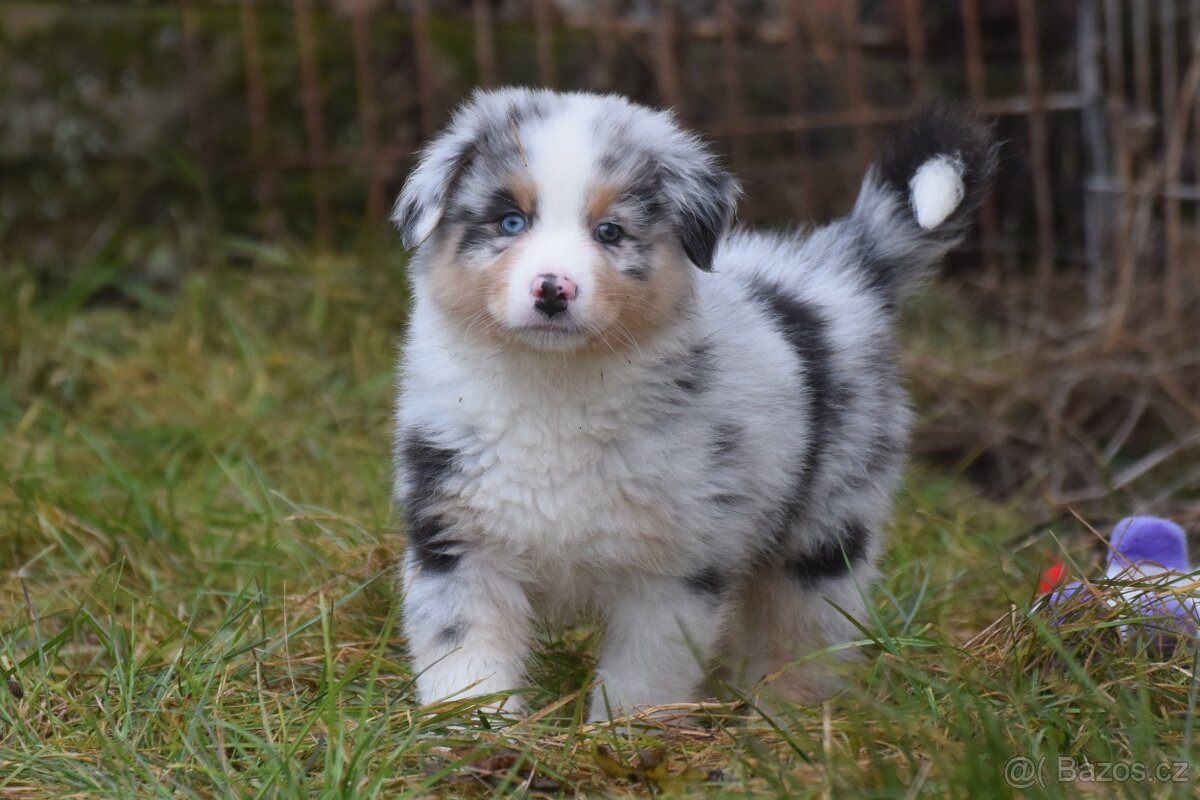 Australský ovčák s PP