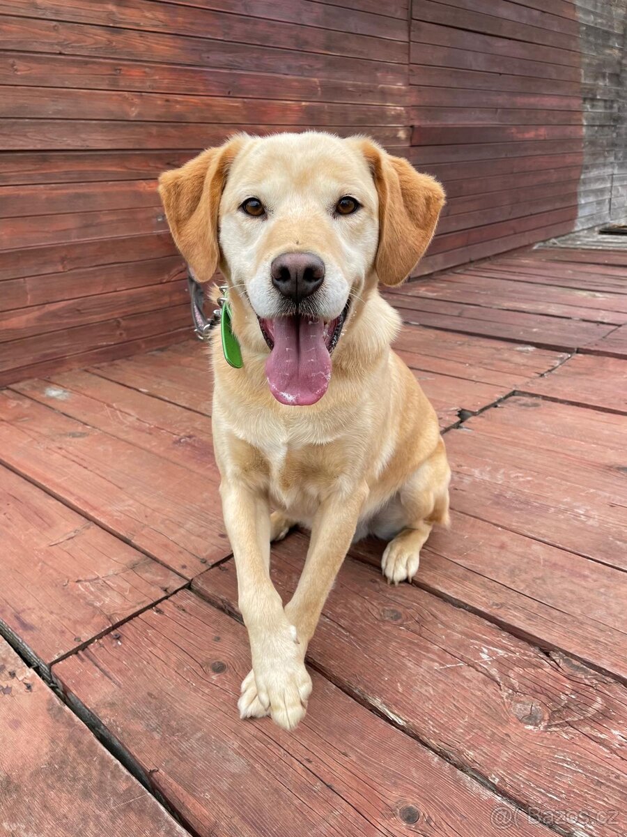 BODRIG - kastrovaný psík 5 let