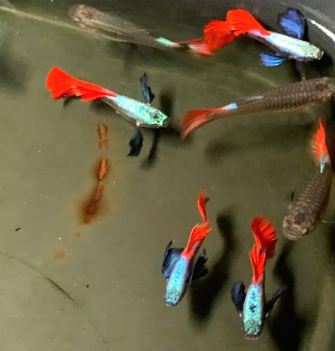 Guppy Red Sapphire 5+5