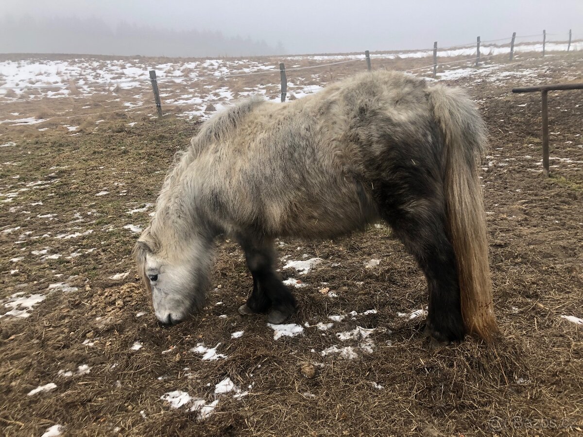 Mini horse kobylka