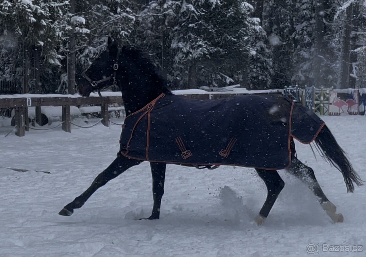 Mladý, krásný černý valach z Velkopolska