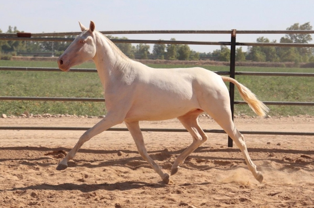 Cremello klisna modré oči PSL LUSITANO