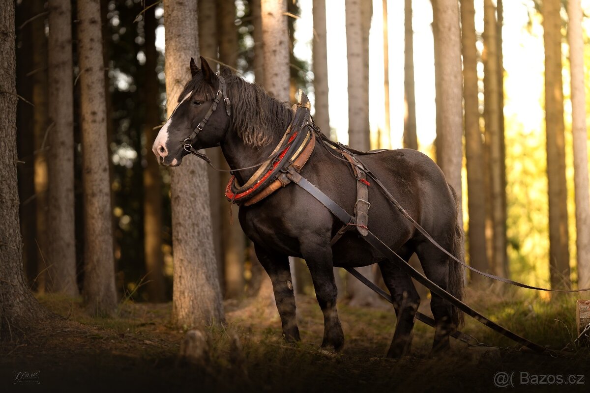 1952 Galvas - Připouštění