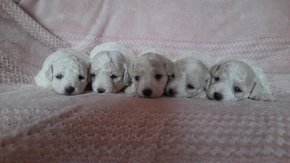 Bišonek - Bichon a poil Frisé