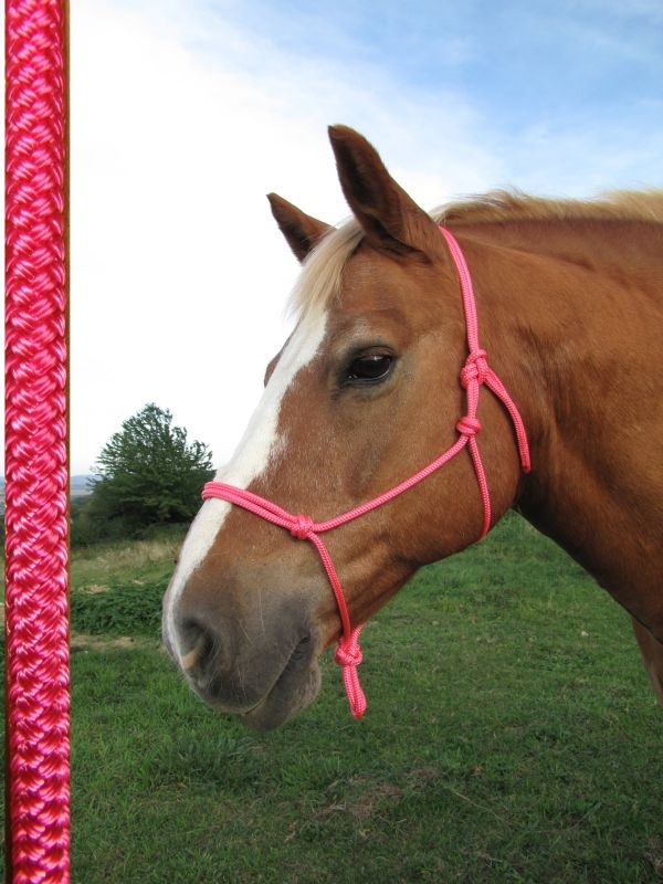 Provazová ohlávka - neonově růžová