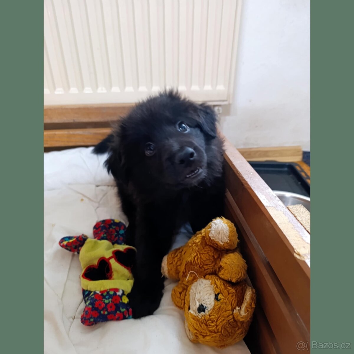 PRODEJ ROZTOMILÝCH ŠTĚŇÁTEK bez PP