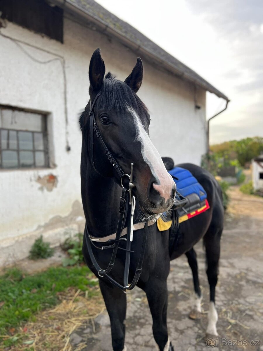 6 letý líbivý valach