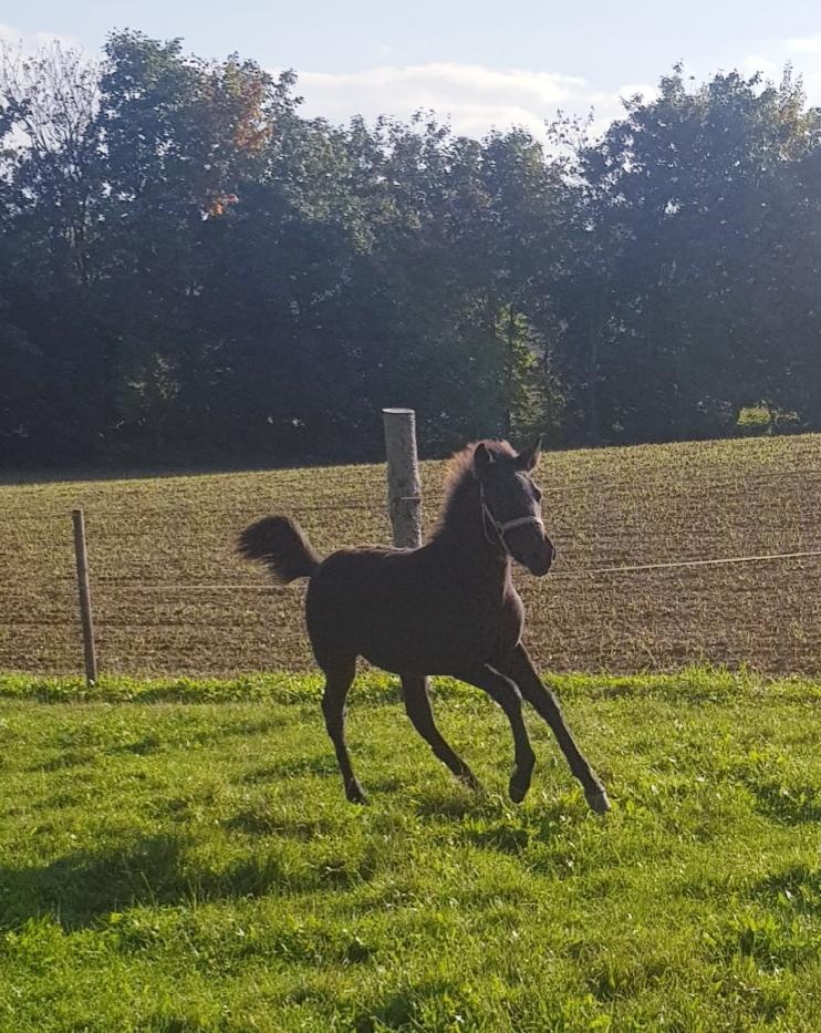 Hucul, kamarád a pomocník