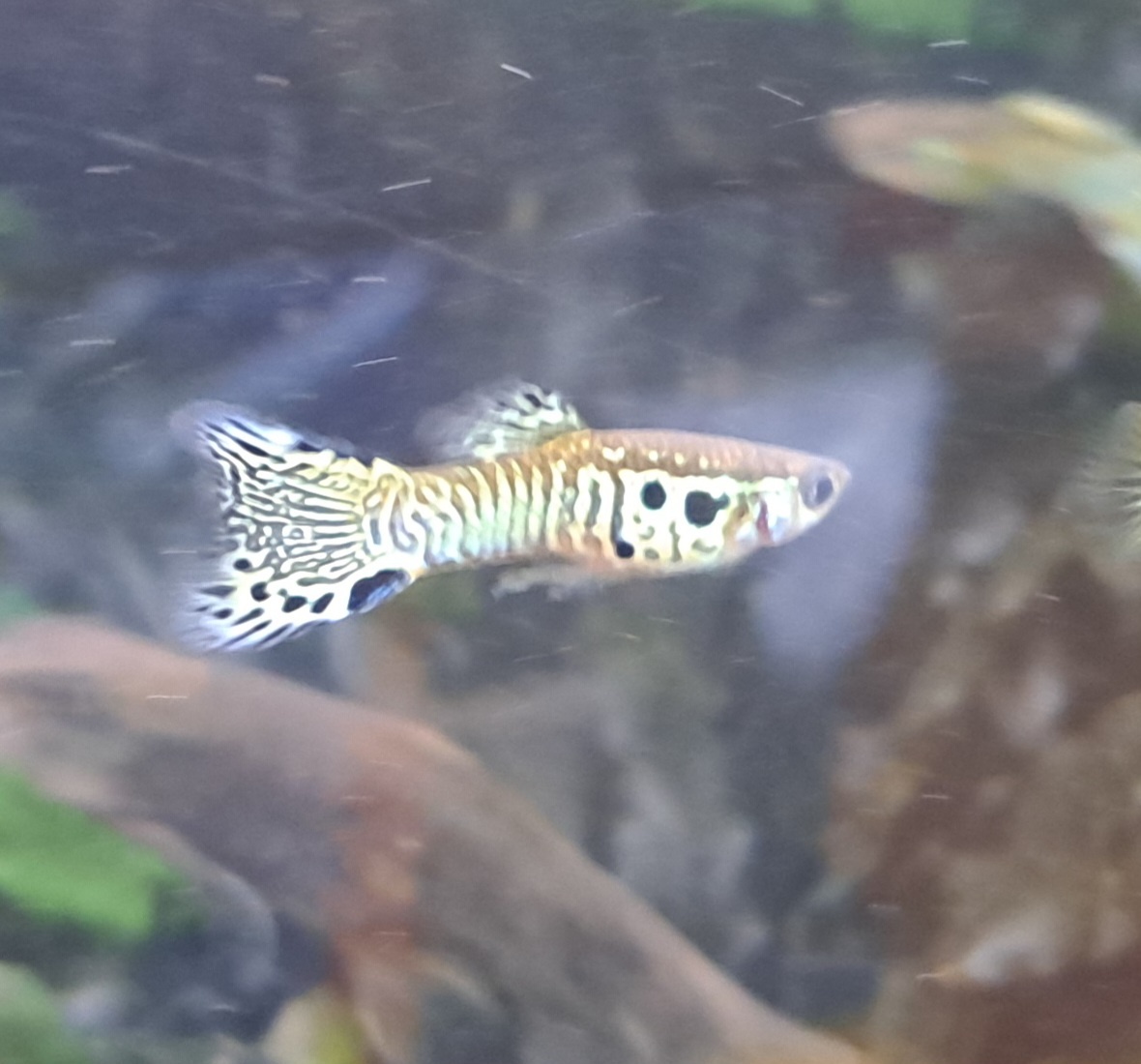 Pavi očko Yellow Cobra