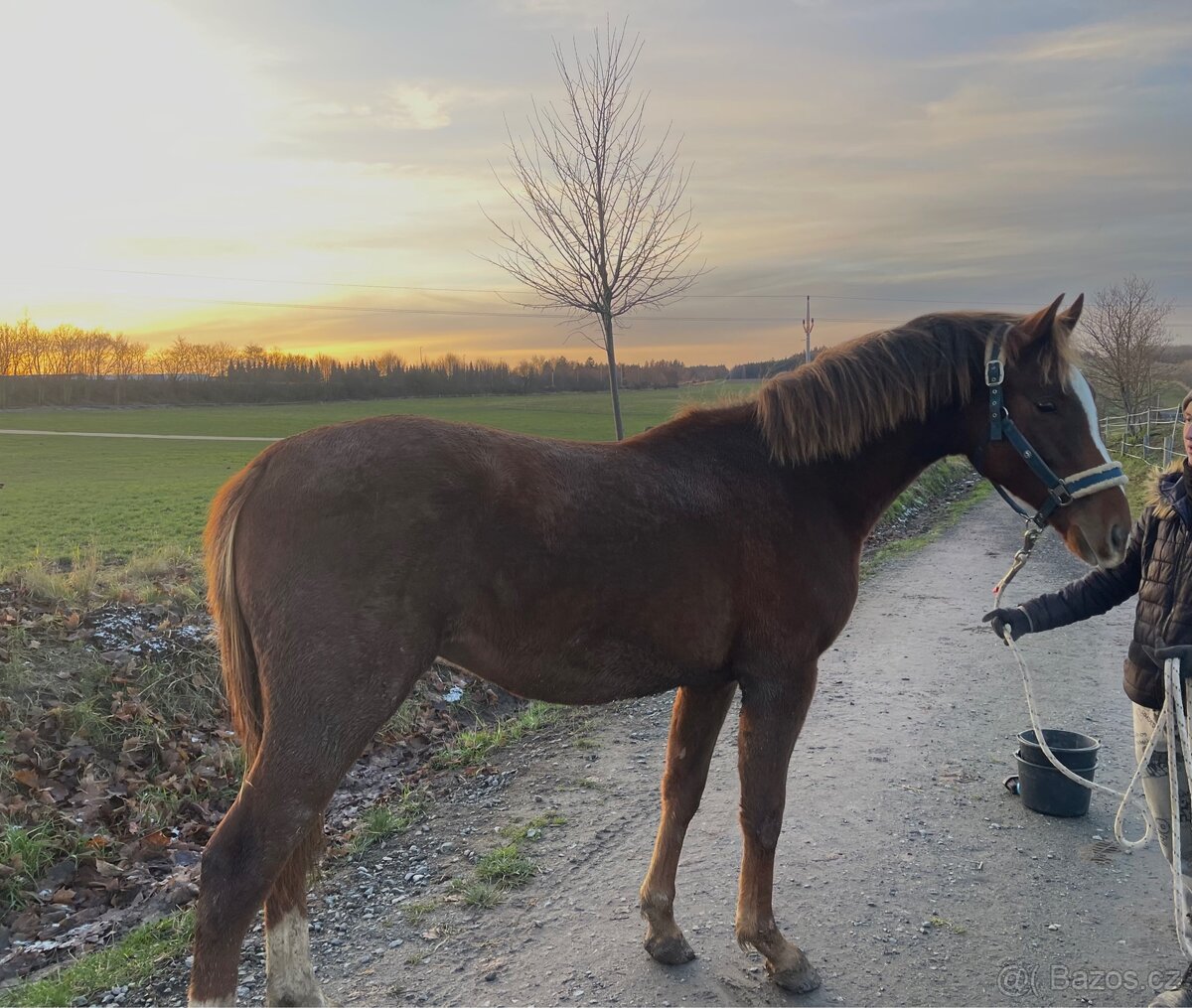 Hřebec po Heartbreak ZH
