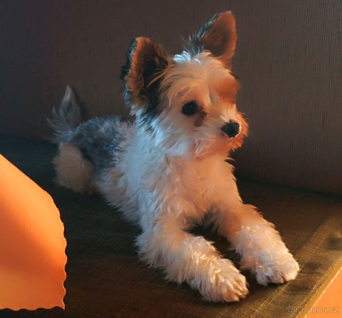 Jorkšírský teriér - krytí