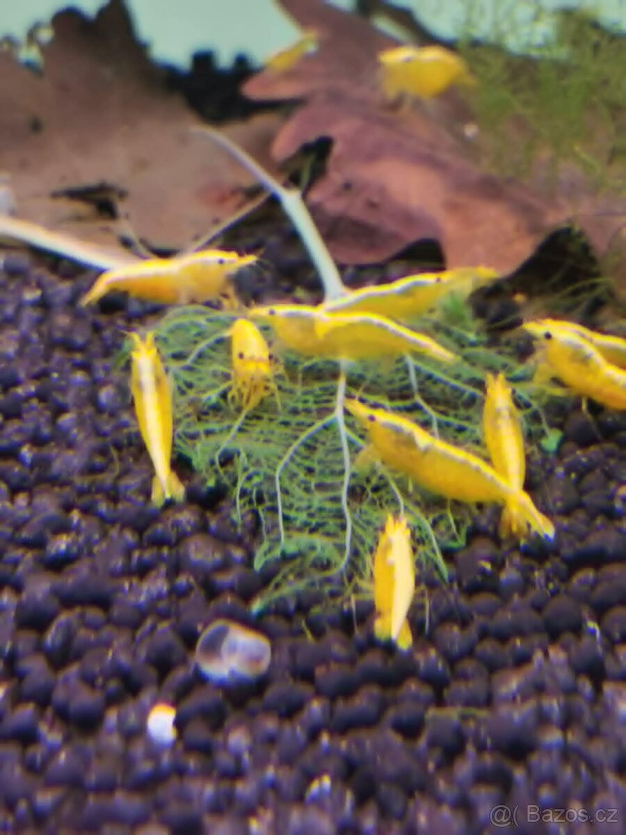 krevetky neocaridina yellow neon stripe