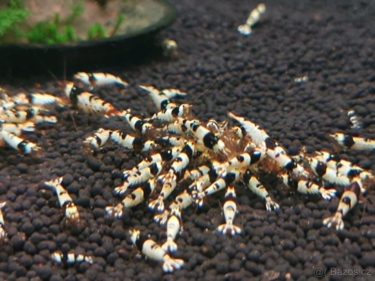 krevetky caridina PBL