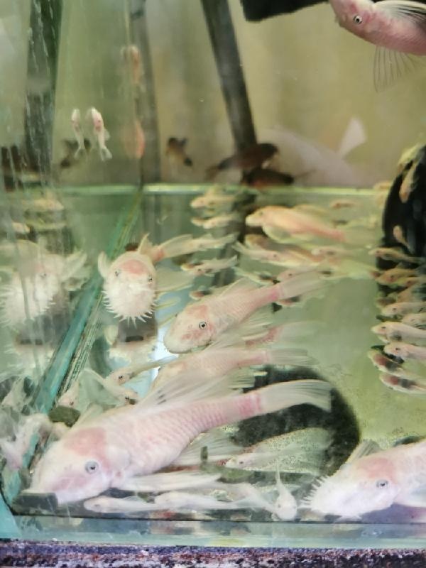 Ancistrus snow white