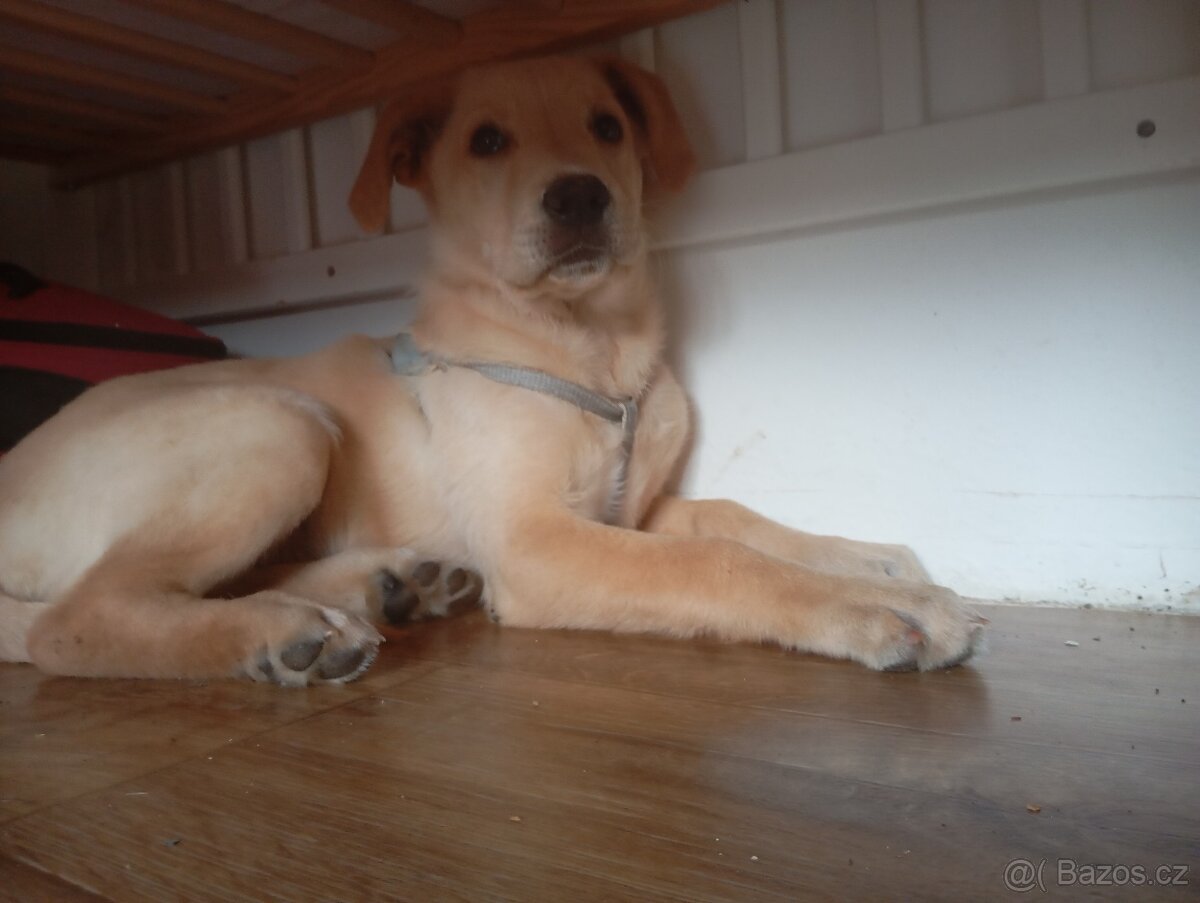 Labrador se zlatým retrivrem