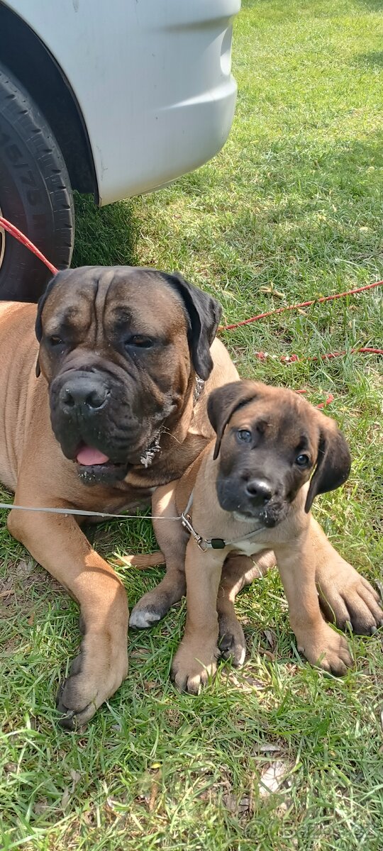 Pes CC bez PP, na krytí