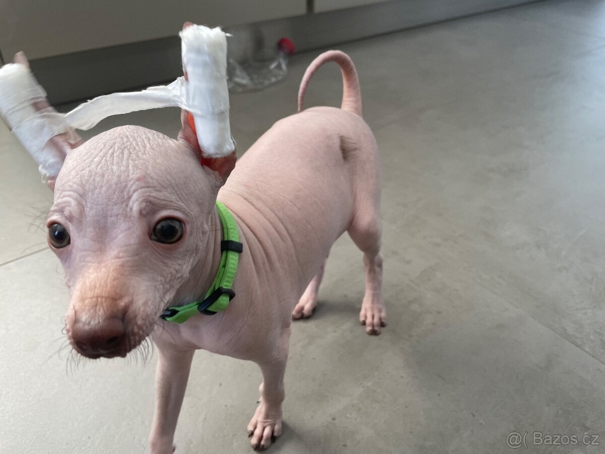 Peruánsky naháč malý - Anthoni